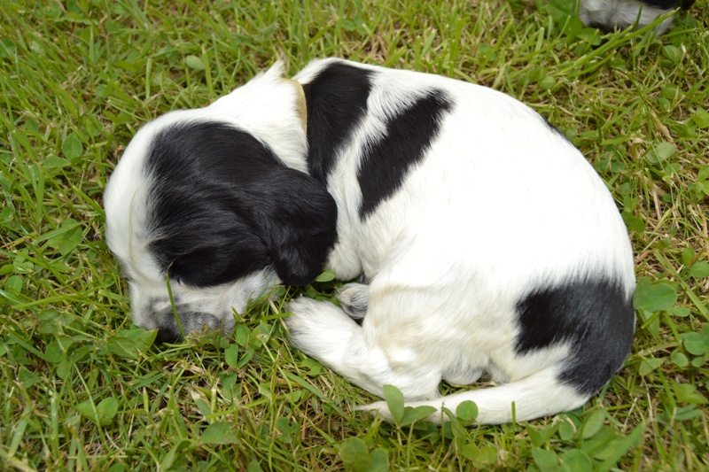 8d - fenka žlutá.JPG